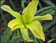 Daylily 'Chester Cyclone'