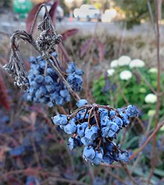 Blue Muffin viburnum