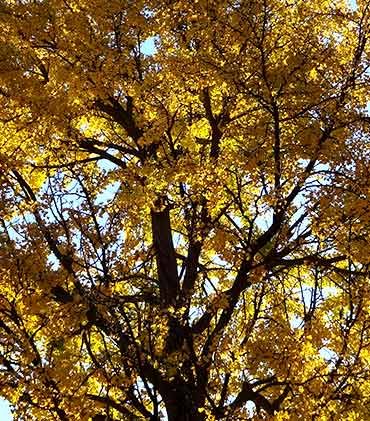 Gingko tree in full color