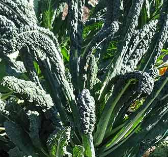 Nero di Toscano Cabbage