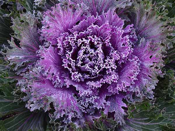 Ornamental Kale touched by frost