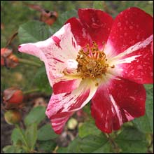 Rose 'Fourth of July'