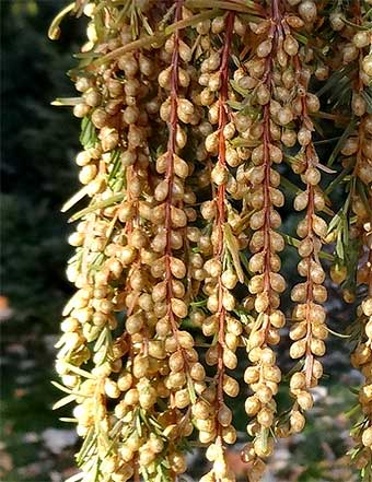 Dawn Redwood male cones