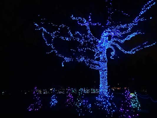 A sweetgum of lights