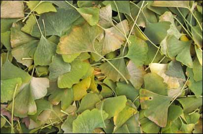 Fallen ginko leaves