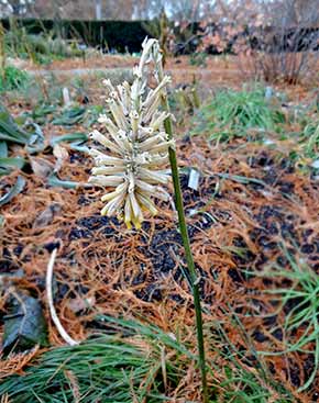 Red Hot Poker 'Rockette Yellow'