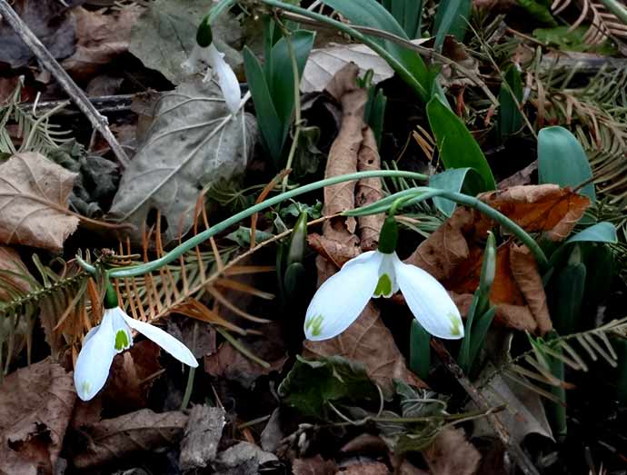 Snowsrops in November: Galanthus reginae-olgae perhaps