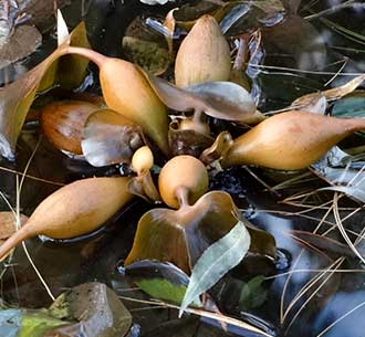 water hyacinths