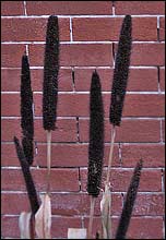 Millet stocks