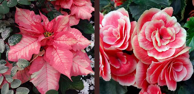 'Sparkling Punch' Ponsettia and 'Borias' Begonia