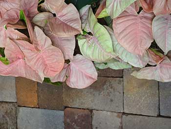 Arrowleaf 'Neon Robusta' matches the brick