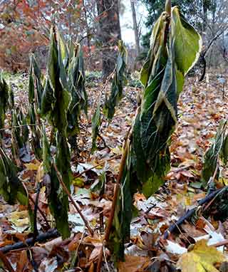 Hard freeze arrives