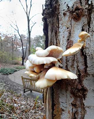 Mushrooms growing on the trunk of a 'Merrill' Magnolia