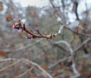 Stems are all that remain of the winterberry crop