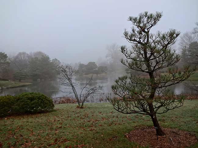 A foggy morning in the Japanese Garden