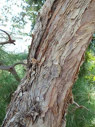 Honey Myrtle bark