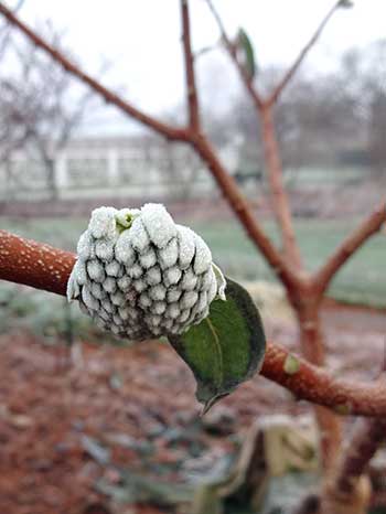 Paperbush (Edgeworthia chysantha 'Snow Cream'