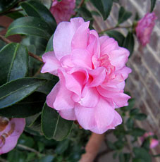 Camellia hiemalis 'Chansonette'