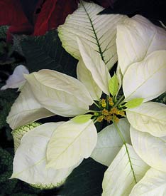 poinsettia 'Polar Bear'