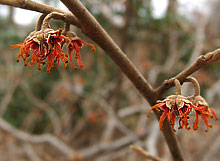 Ozark witch hazel 'Christmas Cheer'