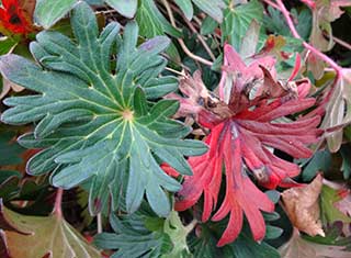 Hardy Geranium 'Album'