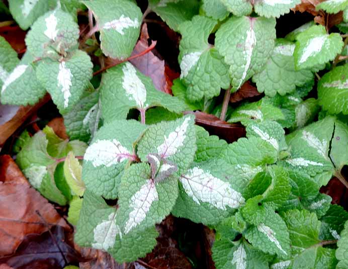 Lamium maculatum 'Pink chablis'