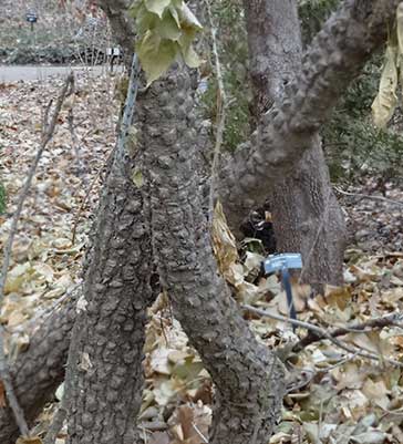 Castor Aralia Tree