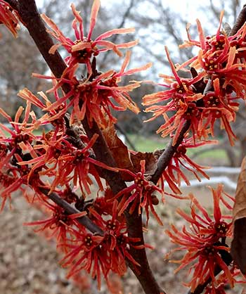 Witchhazel 'Amethyst'