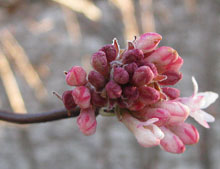 Viburnum 'Dawn'