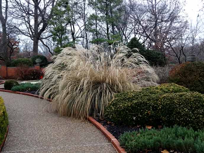 Msicanthis sinensis 'Yaku Jima'