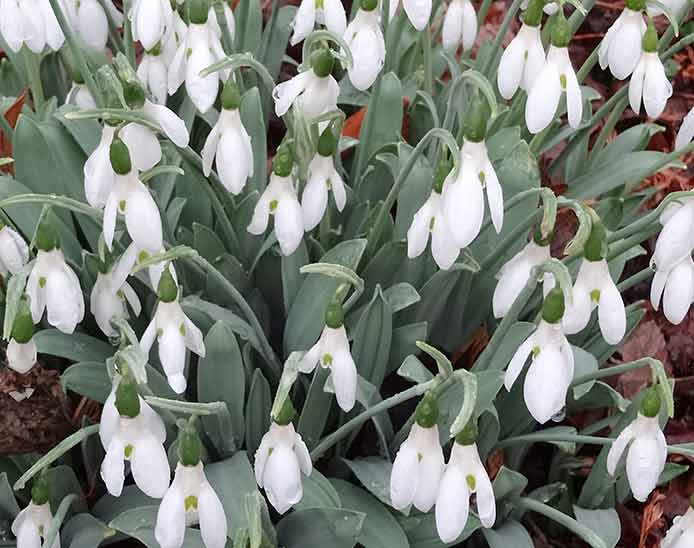 Snowdrops (Galanthus nivalis)