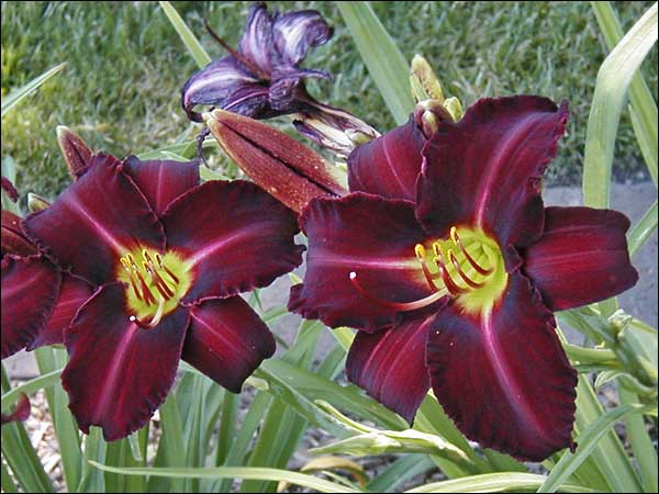 'Will Rogers'