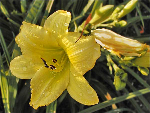 'Green Flutter'