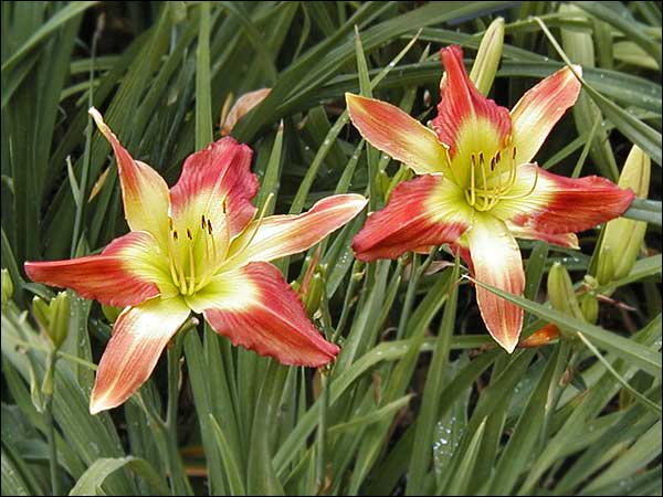 'Heated Star'