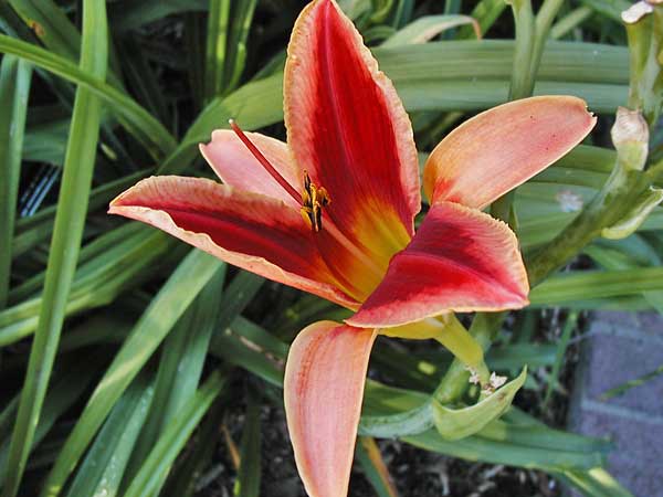 'Opera Elegance'