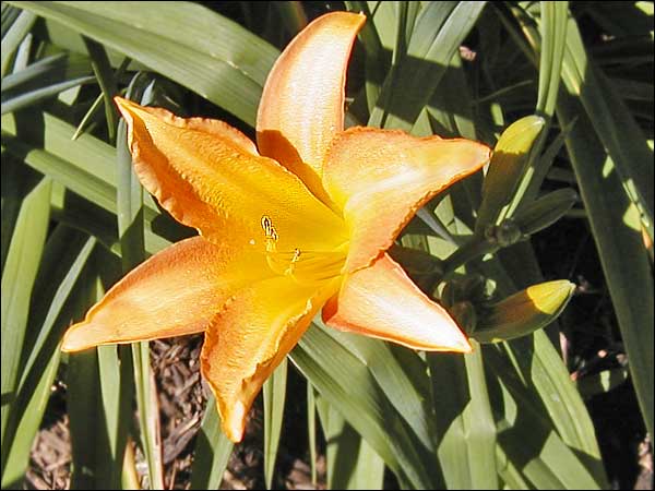 'Prima Donna'
