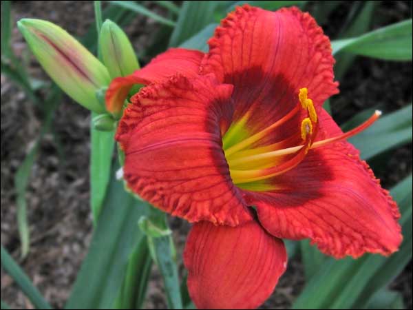 'Mister Lucky'