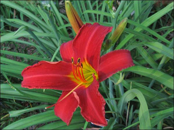 'Bess Ross'