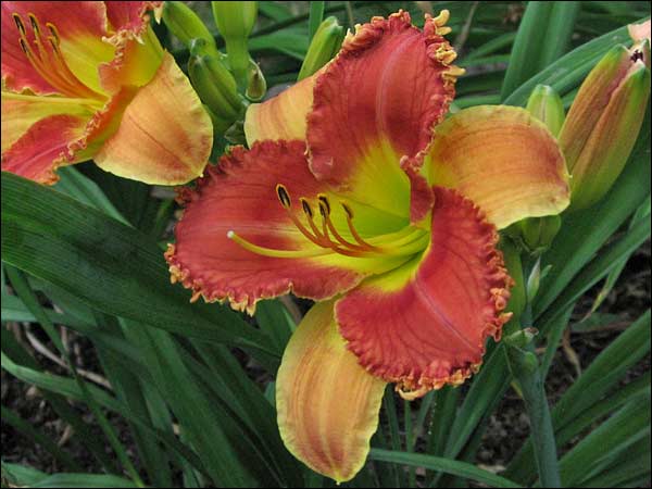 'Bob Barker'