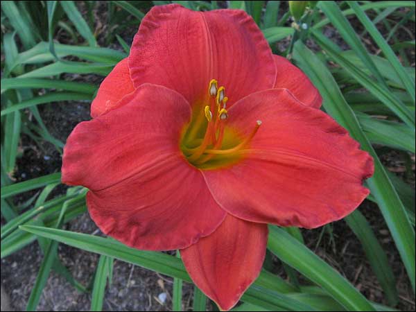 'House of Orange'