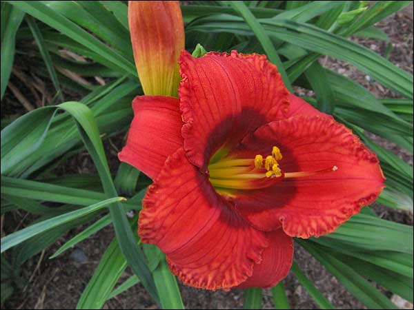 'Mister Lucky'