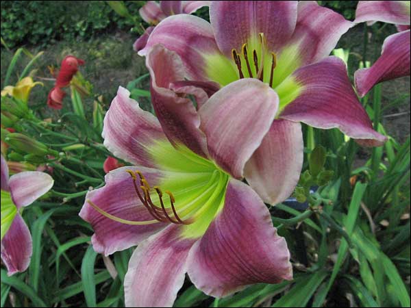 'Vincent van Gogh'