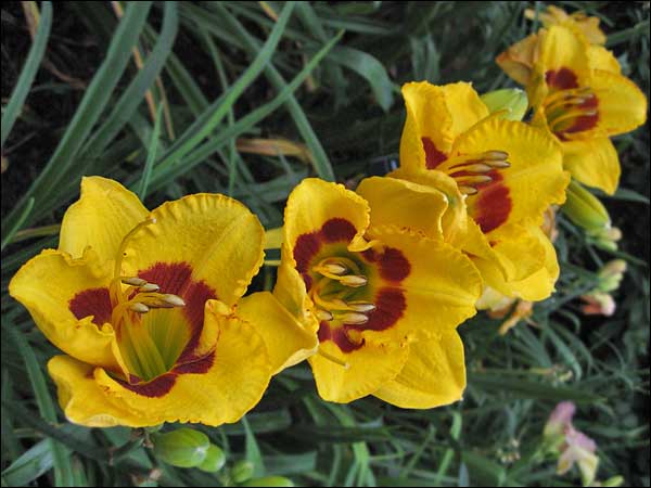 'Dixie Stampede'