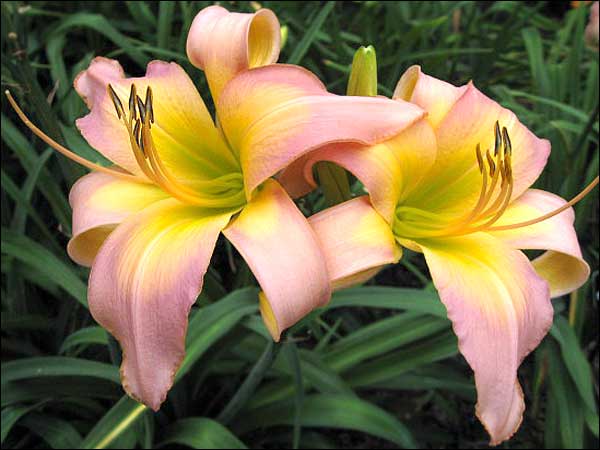 'Kyoto Swan'