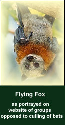 Flying Fox as portrayed by groups opposed to culling of bats