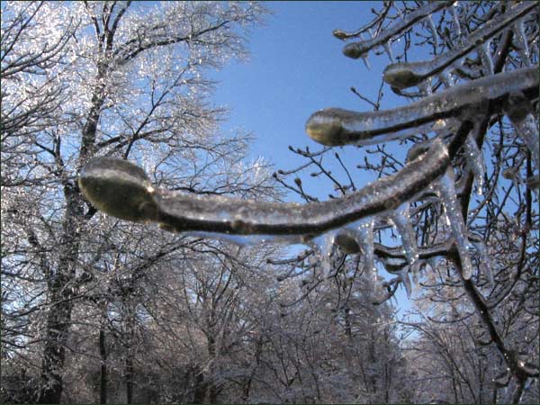 Magnolia buds
