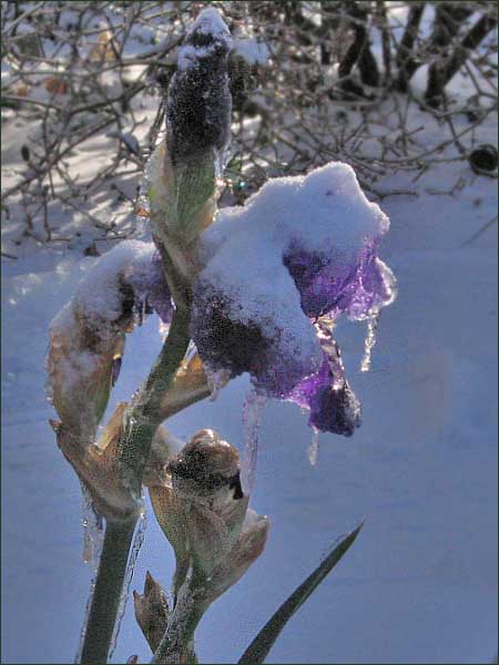Late-blooming iris