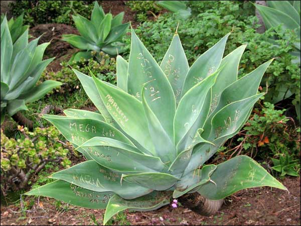 Agave disfigured