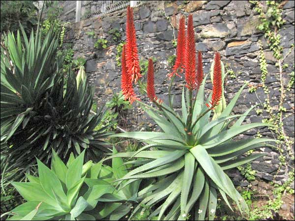 Agave in Bloom
