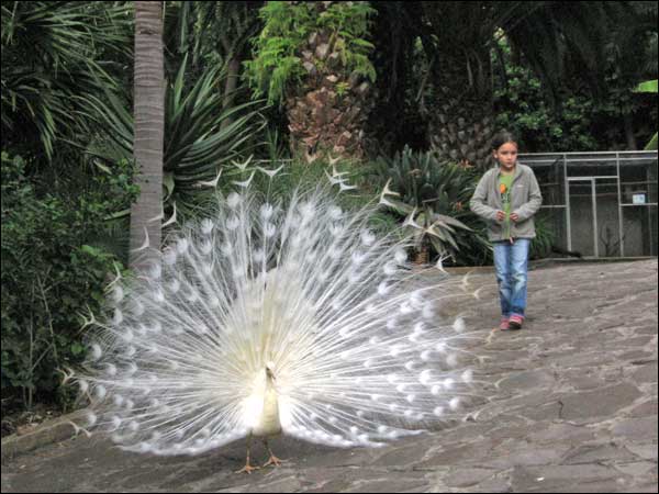 Albino Peacock